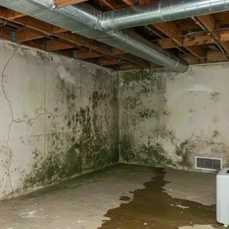 Professional Mold Removal in Meredosia, IL